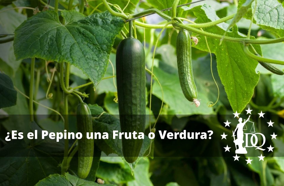 Es el Pepino una Fruta o Verdura